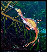 Fauna & Flora: sea dragon