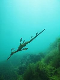 Fauna & Flora: sea dragon