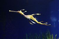 Fauna & Flora: sea dragon