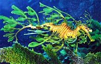 Fauna & Flora: sea dragon