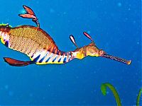 Fauna & Flora: sea dragon