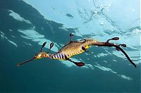 Fauna & Flora: sea dragon