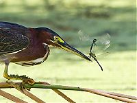 Fauna & Flora: heron catches a dragonfly