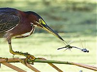 Fauna & Flora: heron catches a dragonfly