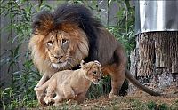 Fauna & Flora: lion family