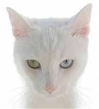 Fauna & Flora: cute cat