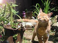 Fauna & Flora: cute cat