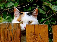 Fauna & Flora: cute cat