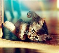 Fauna & Flora: cute cat