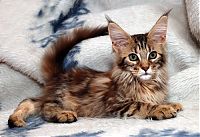 Fauna & Flora: cute cat