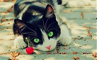 Fauna & Flora: cute cat