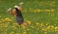 Fauna & Flora: funny dog
