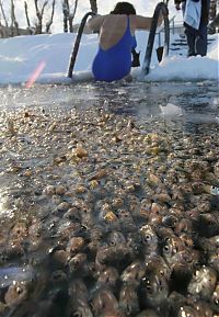 Fauna & Flora: Fish tries to get oxygen, St. Petersburg, Russia