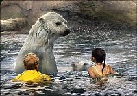TopRq.com search results: Polar bear habitat in Cochcrane, Ontario, Canada