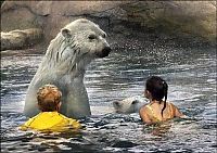 Fauna & Flora: Polar bear habitat in Cochcrane, Ontario, Canada