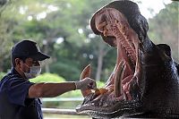 TopRq.com search results: animals at the dentist