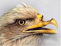 TopRq.com search results: animals at the dentist