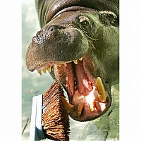 TopRq.com search results: animals at the dentist