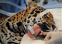 TopRq.com search results: animals at the dentist