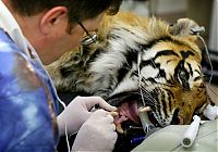 Fauna & Flora: animals at the dentist