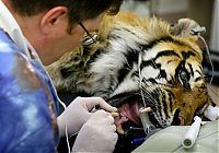 TopRq.com search results: animals at the dentist