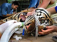 TopRq.com search results: animals at the dentist