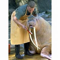 TopRq.com search results: animals at the dentist