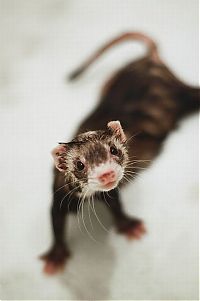 Fauna & Flora: cute ferret