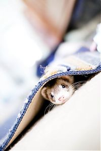 TopRq.com search results: cute ferret