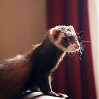 TopRq.com search results: cute ferret