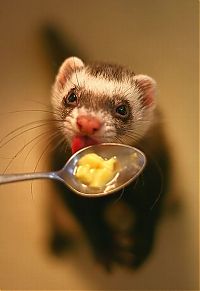 TopRq.com search results: cute ferret