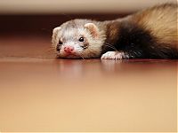 TopRq.com search results: cute ferret