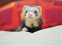 Fauna & Flora: cute ferret