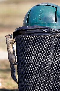 Fauna & Flora: squirrel eating from park trash can