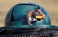 Fauna & Flora: squirrel eating from park trash can