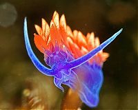 Fauna & Flora: sea life creature