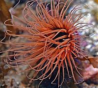 Fauna & Flora: sea life creature
