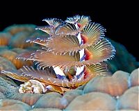 Fauna & Flora: sea life creature