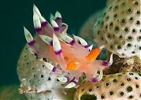 Fauna & Flora: sea life creature