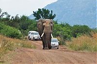Fauna & Flora: angry elephant