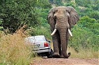 Fauna & Flora: angry elephant