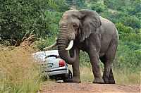 Fauna & Flora: angry elephant