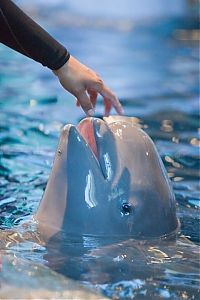 TopRq.com search results: Baby beluga whale, Shedd Aquarium, Chicago, United States