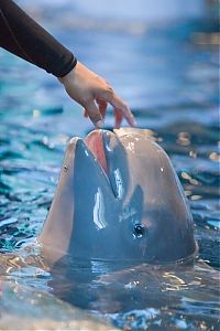 Fauna & Flora: Baby beluga whale, Shedd Aquarium, Chicago, United States