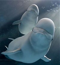 Fauna & Flora: Baby beluga whale, Shedd Aquarium, Chicago, United States