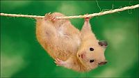 Fauna & Flora: cute hamsters