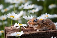 Fauna & Flora: cute hamsters