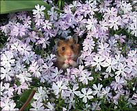 Fauna & Flora: cute hamsters