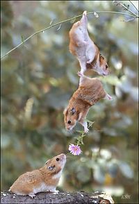 Fauna & Flora: cute hamsters