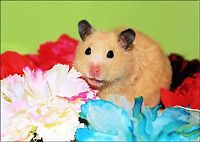 TopRq.com search results: cute hamsters